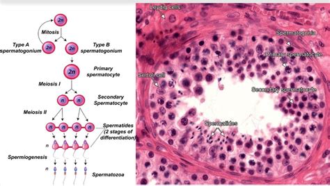 Schematic Representation Of Spermatogenesis