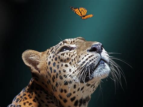 Hd Wallpaper Face Background Butterfly Jaguar Wild Cat Wallpaper