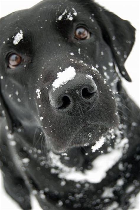 20 Things All Labrador Owners Must Never Forget