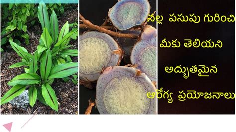 Nalla Pasupu Interesting Facts In Telugu Black Turmeric Health