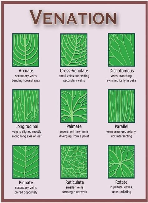 Leaf Venation Types Botany Plant Identification Trees To Plant