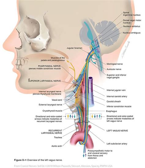 Vagus X Cranial Nerves Cranial Nerves Vagus Nerve Nerve