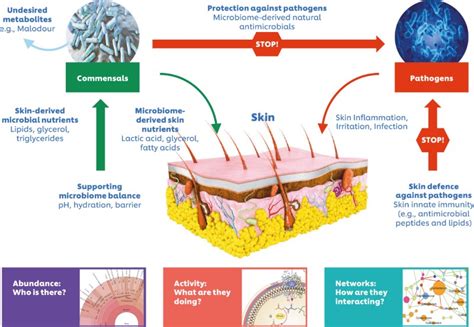The Skin Microbiome — Invigorating Hygiene Health And Beauty