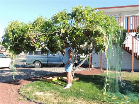 Backyard Bonzai Fruit Trees Yakima County Washington