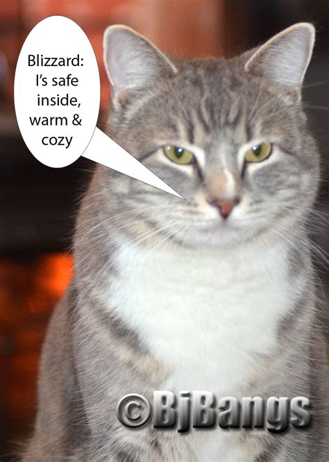 Blizzard 2015 Cats Safe And Warm Inside Watching It Snow Paws For