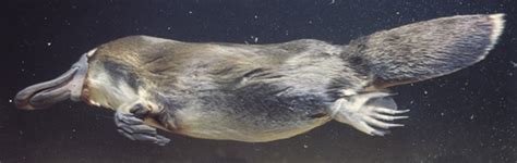 Platypus The Mystery Mammal Answers In Genesis