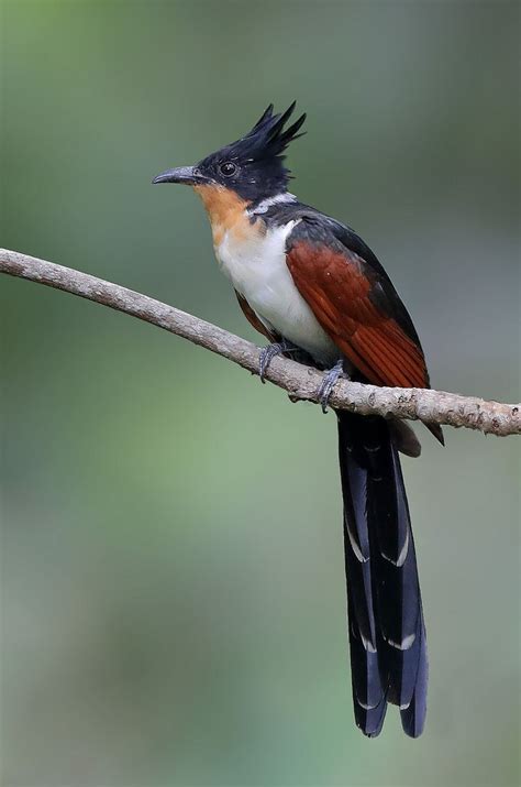 When do cuckoos moult and what do they look like? Chestnut Winged Cuckoo | Beautiful birds, Australia ...