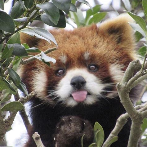 Please Follow Iloveredpandas My Favorite Red Panda Photo P Redpanda