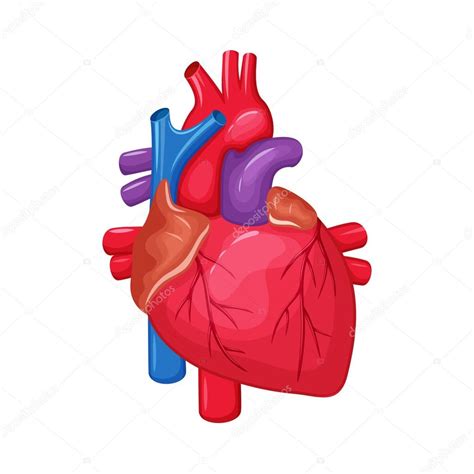 Cardiovasculares Sección Correcto Arteria Enfermedad Imagen