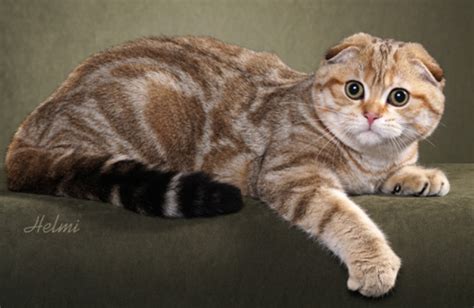 Scottish Fold Cat Breed Facts And Characteristics 2020 Cats Venture