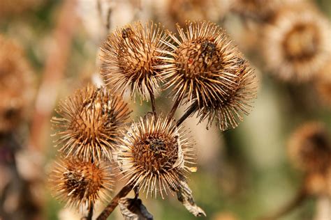 Free Images Nature Leaf Flower Dry Autumn Brown Italy Botany