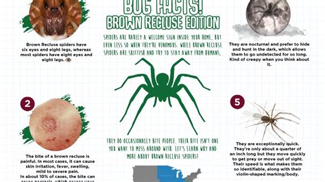 Brown Recluse Life Cycle