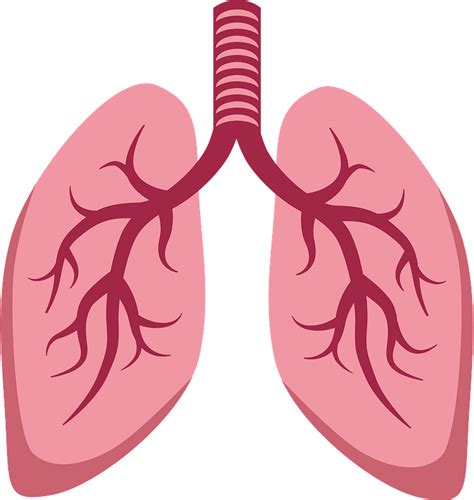 Download Anatomy Clipart Lung Simple Lungs Full Size Png Image Pngkit