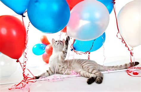 Cat Playing With Balloons Stock Image Image Of Decoration 19387159