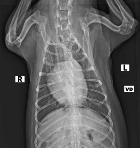 Radiology X Rays For Broken Bones And Diseases Boca Veterinary Clinic
