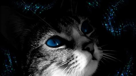 Download Wallpaper 1366x768 Cat Muzzle Black White Blue Eyed Tablet