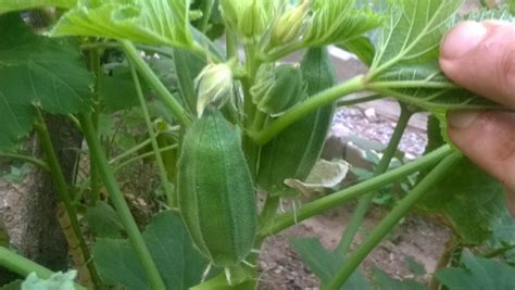 However, they are also among foods high in potassium. Okra is a popular health food due to its high fiber ...