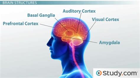 The findings, published in the sept. Neurobiological Model of Schizophrenia: Brain Systems and ...