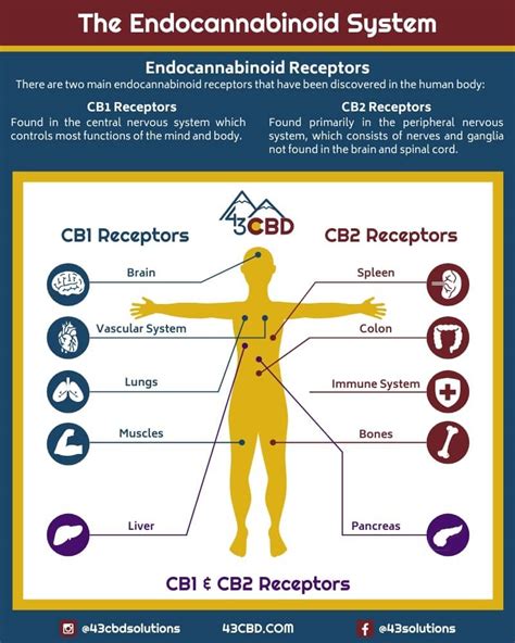 Endocannabinoid System With Cbd Infographic Cbd