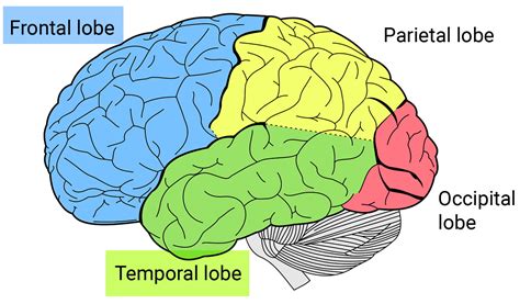 Frontal Lobe Dementia End Stage Symptoms