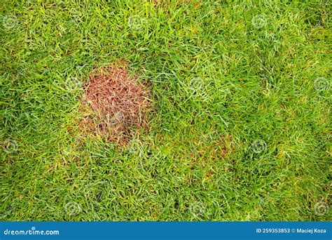 The Texture Of A Sick Lawn Lawn Fragment Affected By The Fungus Stock