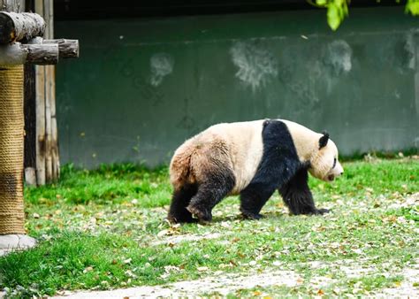Giant Pandas Photography Panda Cute Zoo Backgrounds Psd Free Download