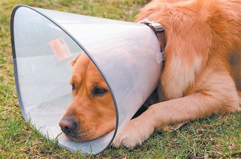 Cute Dog Portraits Ty Foster Explores Dogs Wearing Cone Of Shame