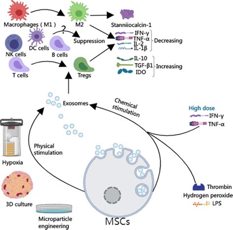 After Hypoxia Treatment And D Culture Msc Exos Can Increase The