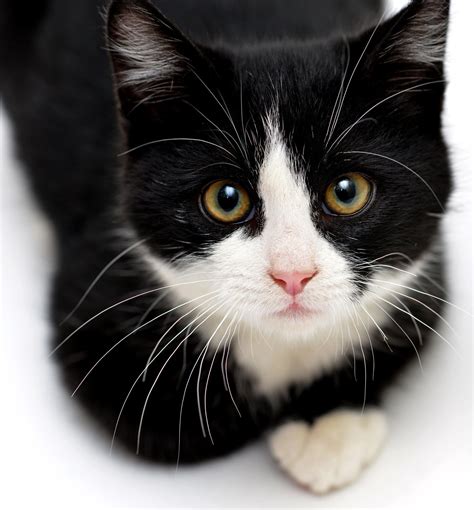 Tuxedo Kitten Kittens Cutest Pretty Cats Cute Cats