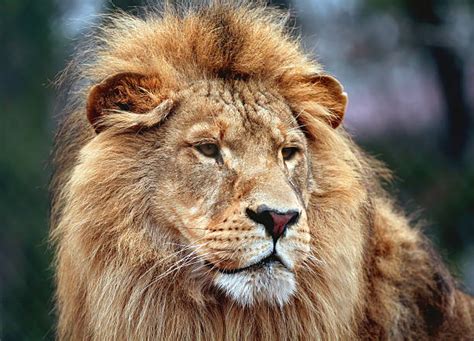 Lion Face Pictures Images And Stock Photos Istock