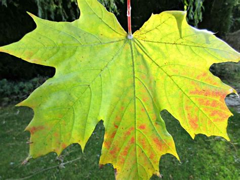 How to Make Easy Wax Covered Leaves • Craft Invaders