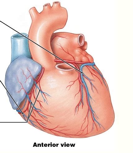 Anterior Cardiac Veins Diagram Quizlet