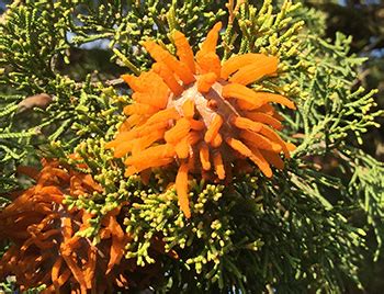 The name cedar is used to refer to several species of upright evergreen trees. Cedar-apple rust: A tale of a fungal disease with two ...