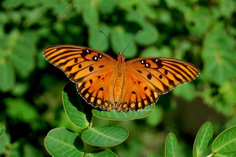 Field Notes And Photos Gulf Fritillary Life Cycle Of A Butterfly
