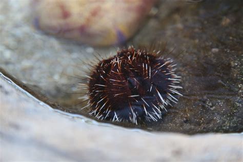 Sea Urchin Maui Ocean Center