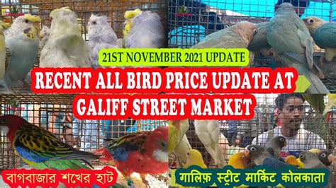 Current All Exotic Bird Price Update At Galiff Street Pet Market