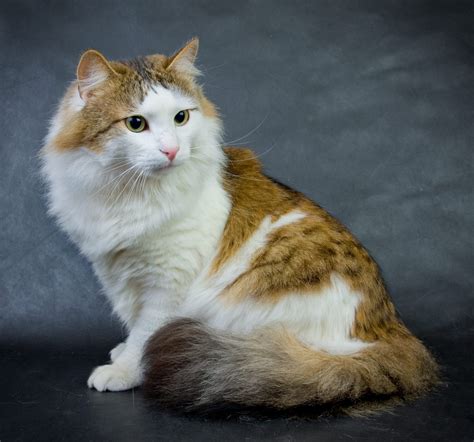 Feline 411 All About The Ragamuffin Cat Breed Universty Of Cats