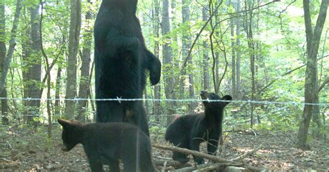Black Bear Sightings Increase In Alabama