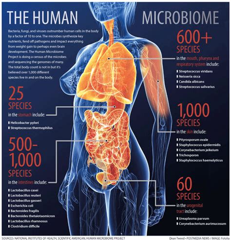 Diet And Other Factors Change The Bacteria Composition In Our Bodies