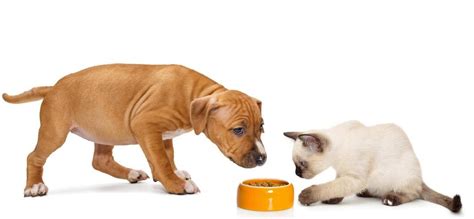 Can Dogs Eat Cat Food The Surprising Truth Revealed In 2023