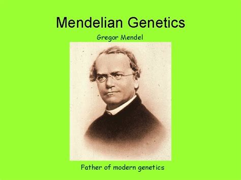 Mendelian Genetics Gregor Mendel Father Of Modern Genetics