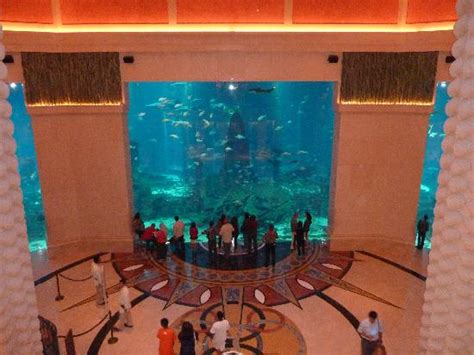 The Aquarium Picture Of Atlantis The Palm Dubai Tripadvisor