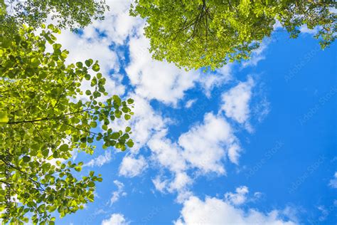 Beautiful Blue Sky With White Clouds And Green Leaves Looking Up Stock