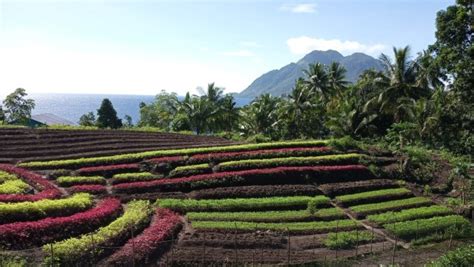 For large and private events. Kebun Sayur-sayuran Instagramable di Ternate Berlatarkan ...
