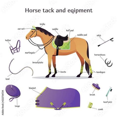 Vector Collection With Various Elements Of Horse Tack And Equipment