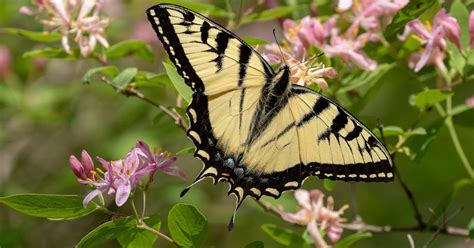 Canadian Swallowtail Butterfly