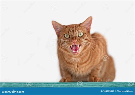 Angry Ginger Cat Hissing To The Camera Stock Image Image Of Camera