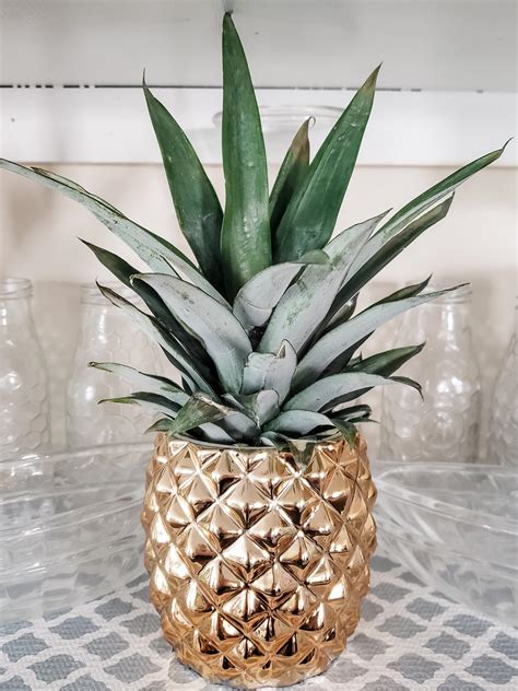 Pineapple Plant In The Perfect Pot Rhouseplants