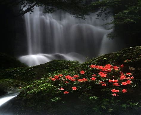Beauty Of Nature Beauty Flowers Nature Waterfalls Hd Wallpaper
