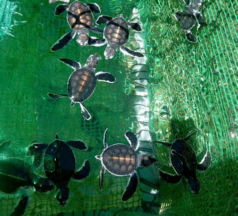 Baby Green Sea Turtles Tahiti French Polynesia Tahiti French